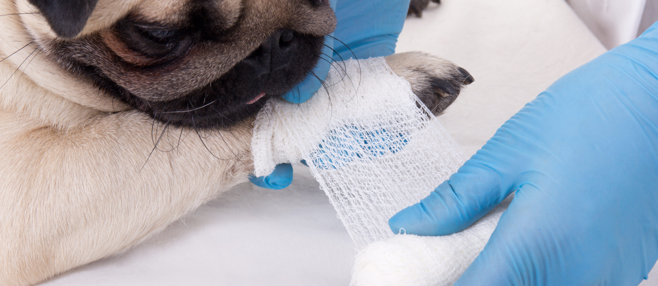 Close,Up,Of,Veterinarian,Putting,Bandage,On,Paw,Of,Pug