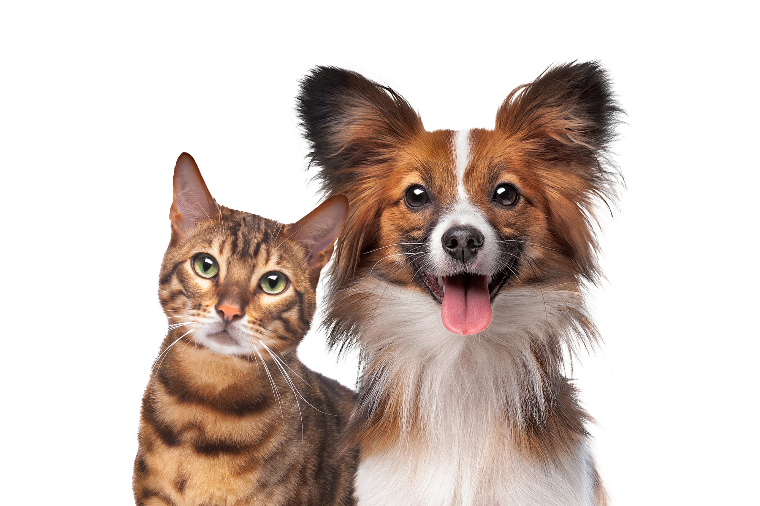 Portrait,Of,A,Dog,And,A,Cat,Looking,At,The