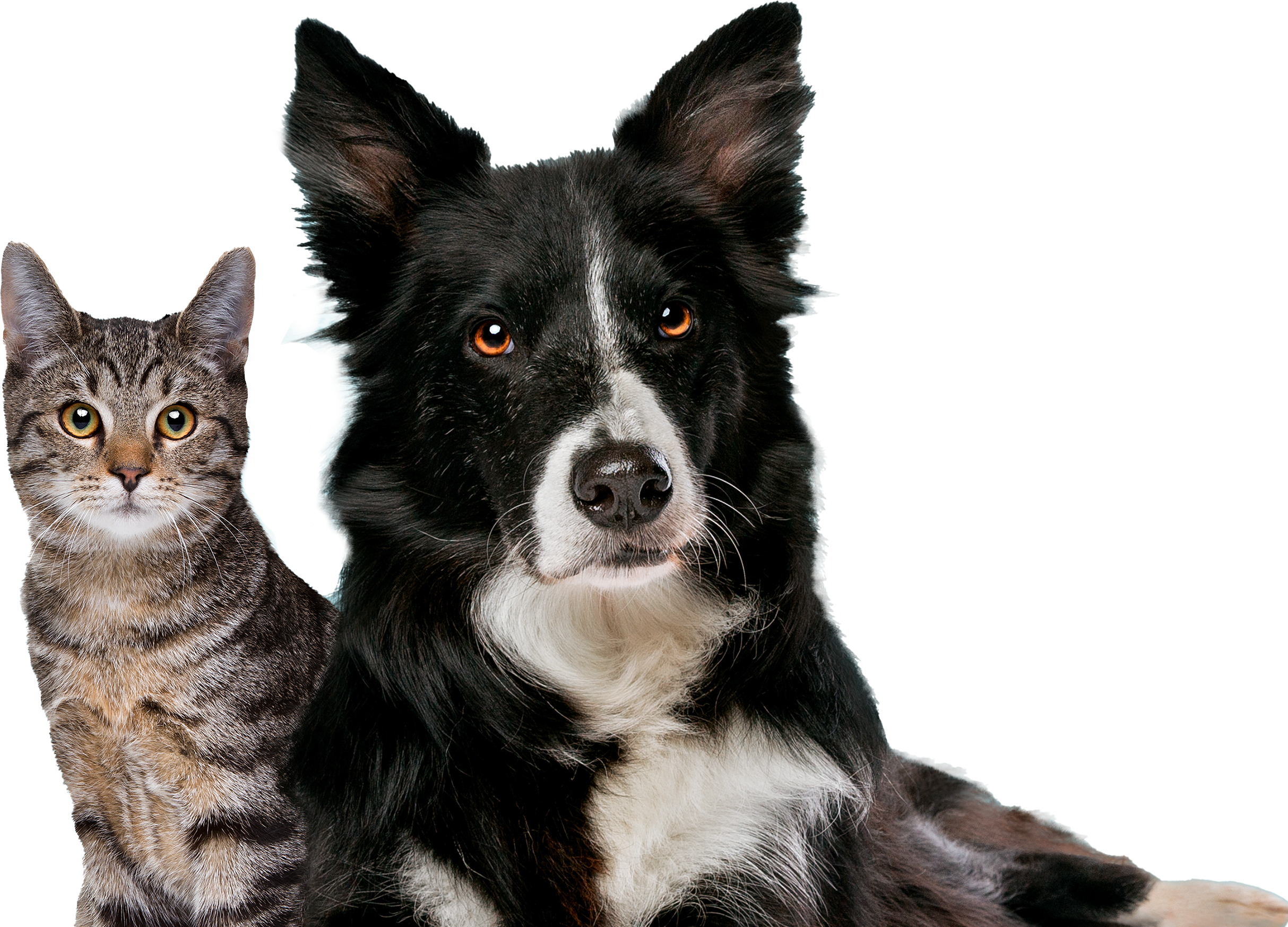 pets