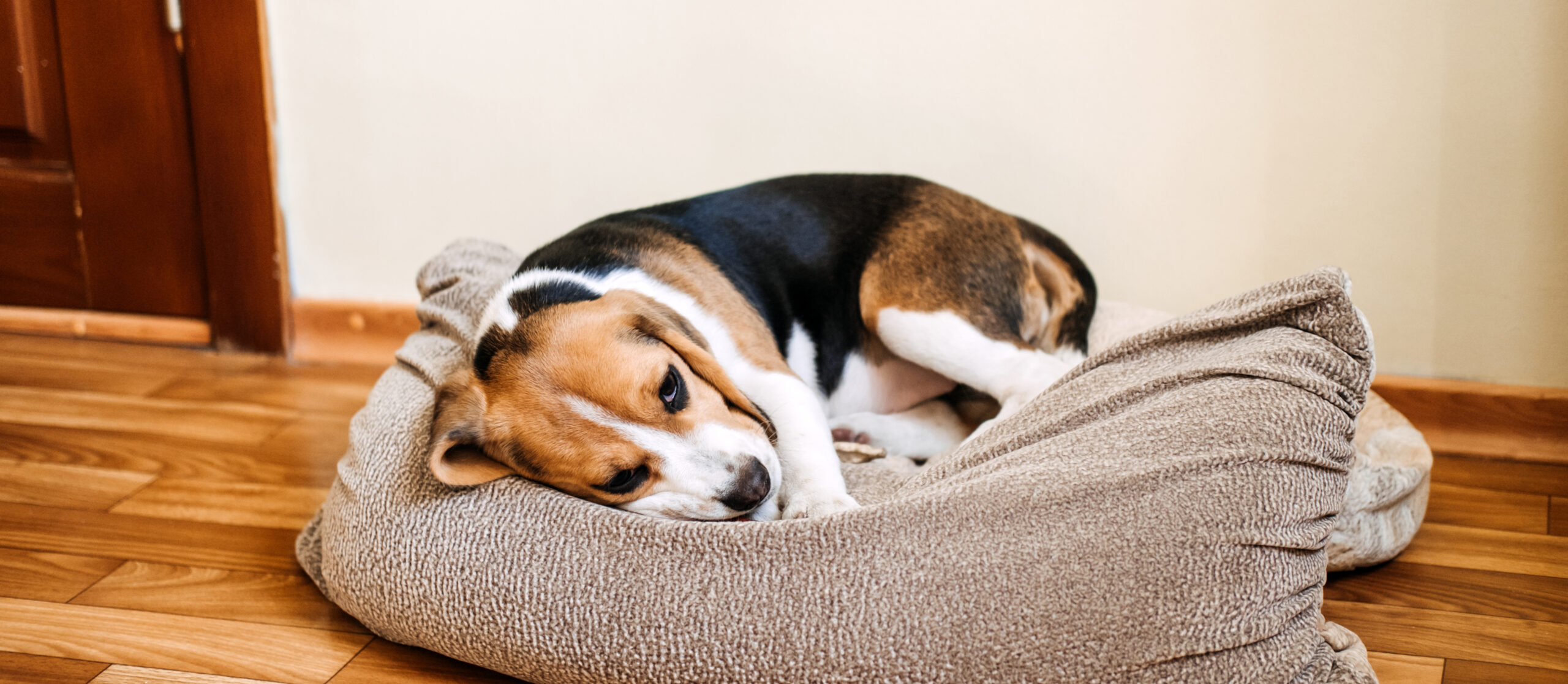 Puppy,Diseases,,Common,Illnesses,To,Watch,For,In,Puppies.,Sick