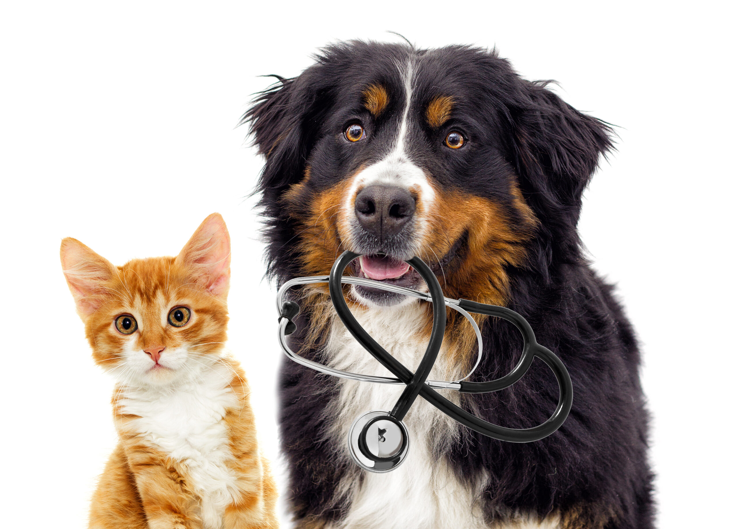 Dog,Veterinarian,And,Cat